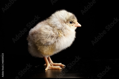 Baby newborn chick isolated on a black background brown and yellow photo