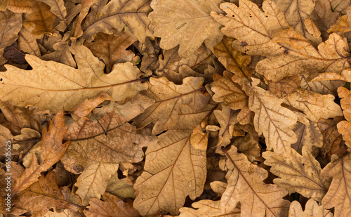 Dry Acron Leaves