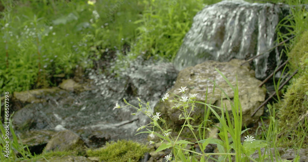 A stellaria flower near the lake 4K RAW FS700 Odyssey 7Q A stellaria flower near the lake 4K RAW FS700 Odyssey 7Q