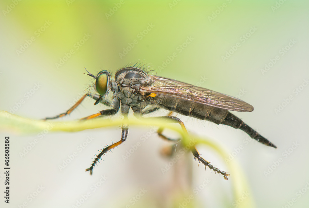 Insect - Asilidae Insect - Asilidae