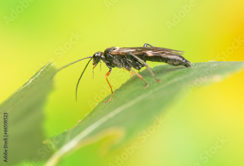 Insect - Asilidae