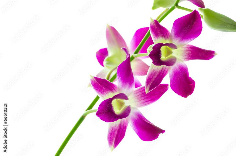 Orchind isolated white background Orchind isolated white background