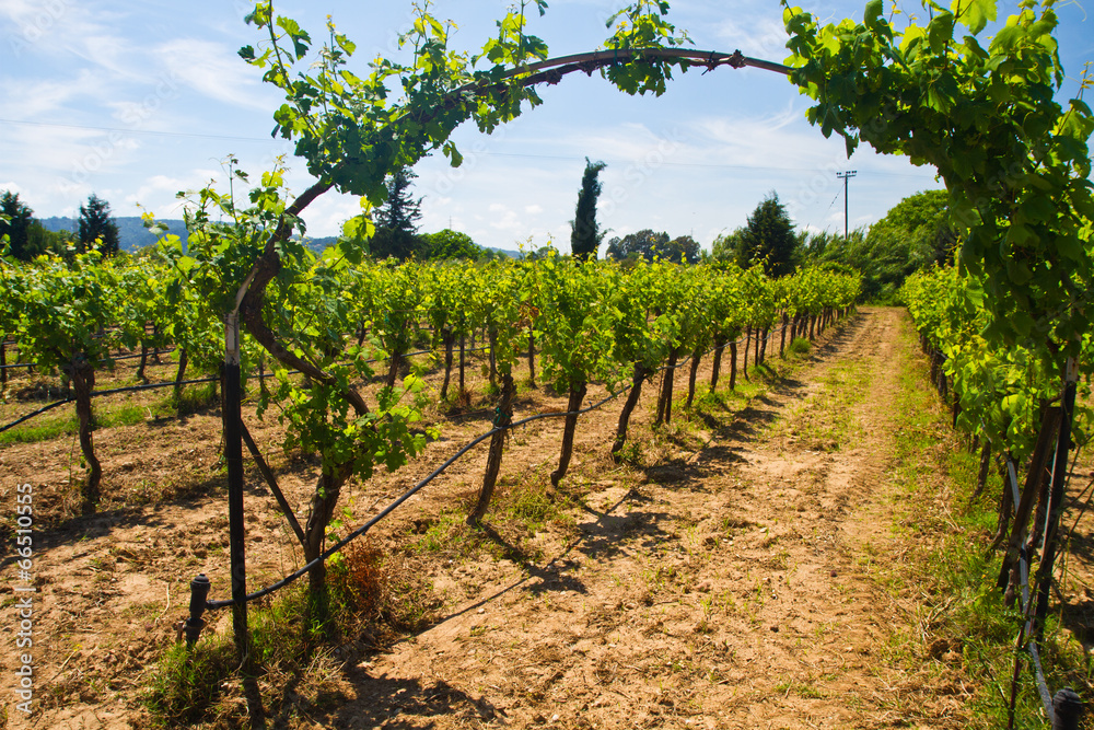 beautiful vineyard landscape with cloudy blue sky 