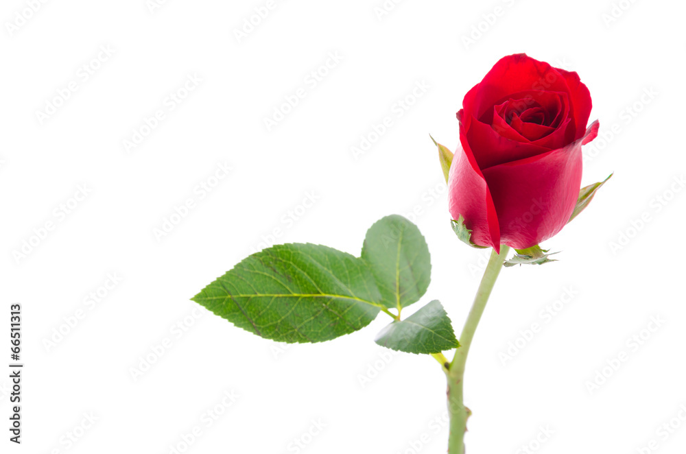 Fototapeta premium Red rose