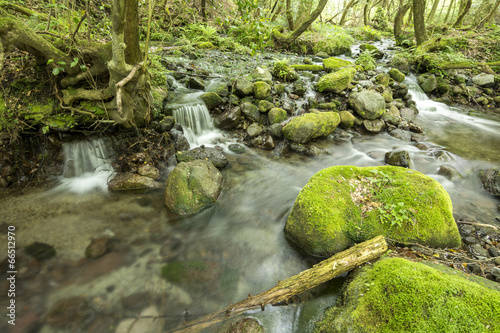 山吹水源の沢の流れと苔むした石