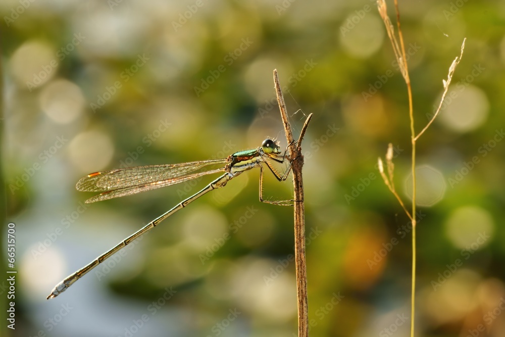 Dragonfly, Emerald Damselfly (Lestes sponsa), Spreadwing Dragonfly, Emerald Damselfly (Lestes sponsa), Spreadwing