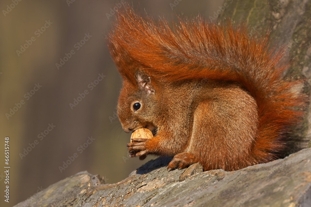 Obraz premium Red squirrel (Sciurus vulgaris) eating walnuts