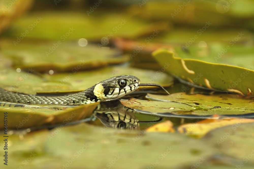Fototapeta premium Grass Snake (Natrix natrix) hunting on the leaves