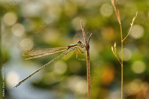 Dragonfly, Emerald Damselfly (Lestes sponsa), Spreadwing © Mirek Kijewski