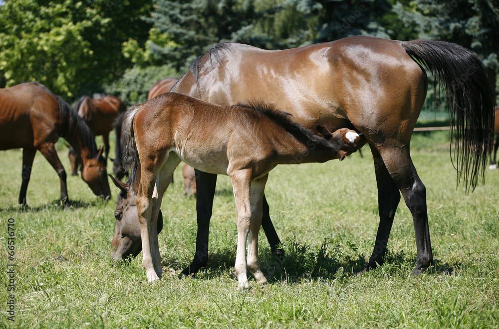 Mare and her foal in meadow