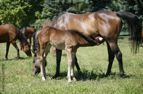 Mare and her foal in meadow © acceptfoto