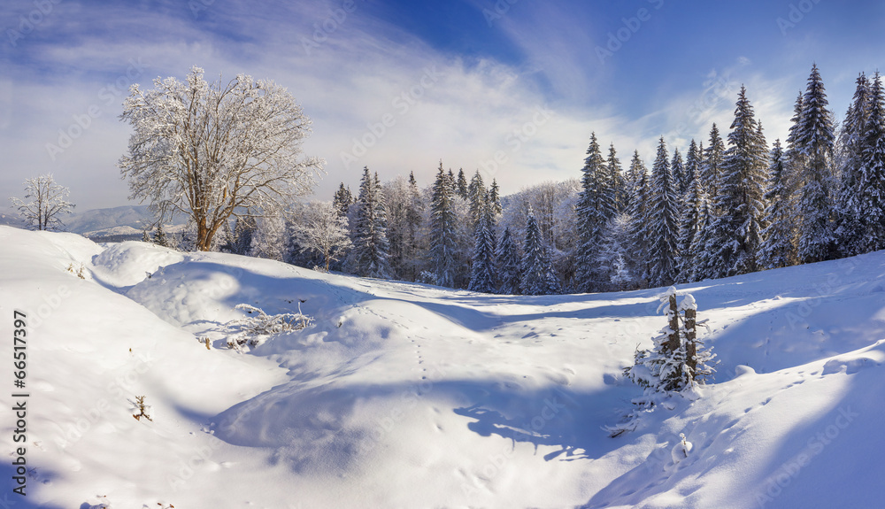 Trees covered with hoarfrost and snow in mountains. Trees covered with hoarfrost and snow in mountains.