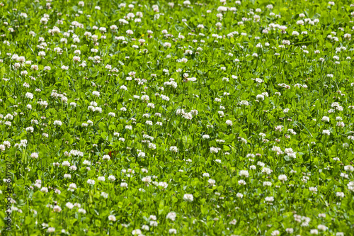 clover flower field