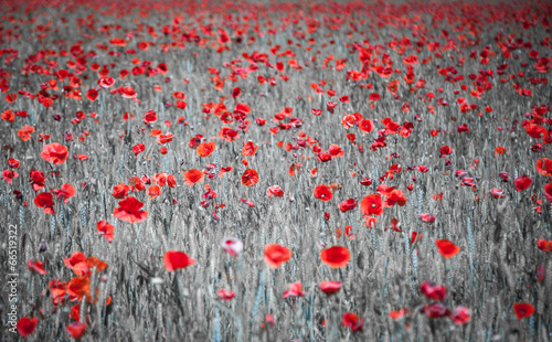 Fototapeta Naklejka Na Ścianę i Meble -  Common poppy