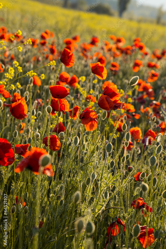 Obraz premium Poppies on green summer field in the sunset