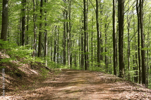 Waldweg im Mai