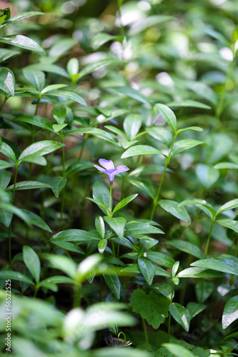 Spring plants in garden