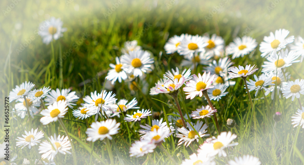 Fototapeta premium Gänseblümchen