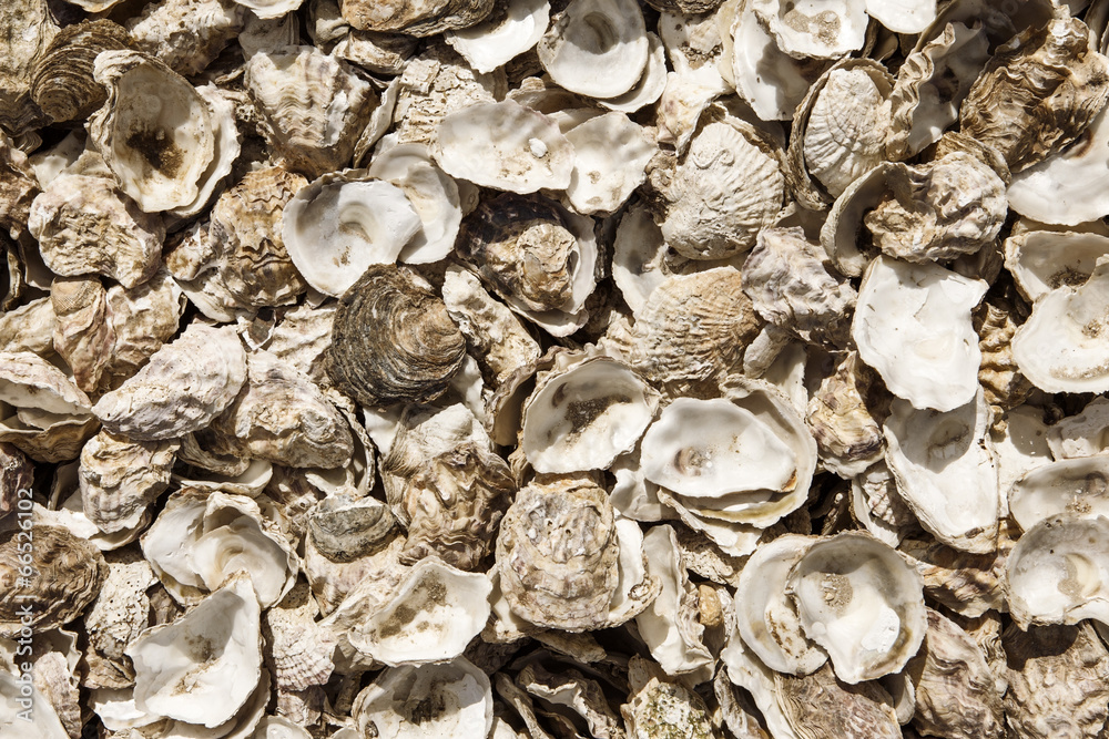 oyster shells