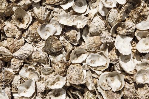 Obraz na płótnie oyster shells w salonie