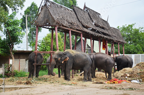 Thai Elephant at Ayutthaya Thailand