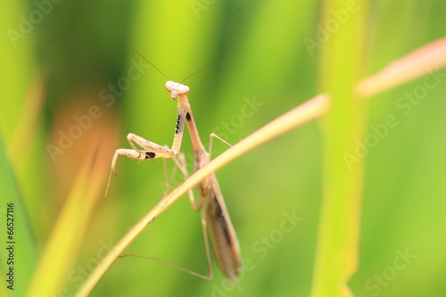 Narrow-winged Mantis (Tenodera angustipennis) in Japan © feathercollector