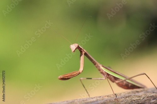 Narrow-winged Mantis (Tenodera angustipennis) in Japan photo