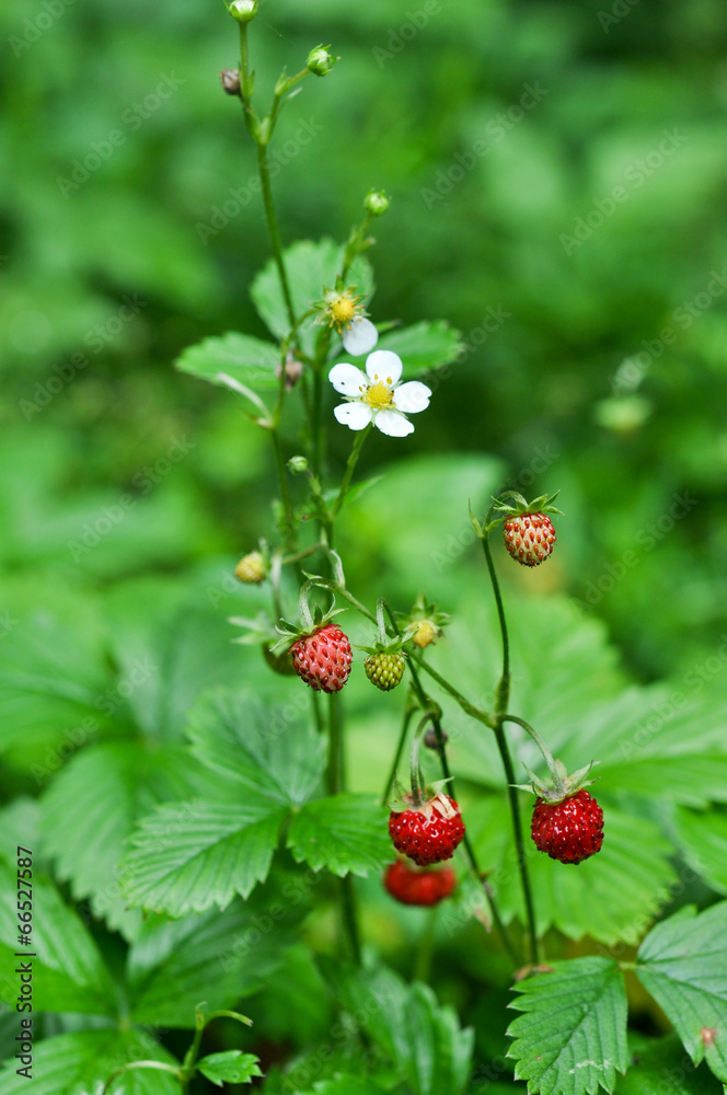 Wilde Erdbeeren - Deutschland, Wald - La confiture Wilde Erdbeeren - Deutschland, Wald - La confiture