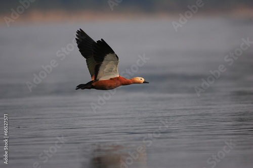 Valokuva Ruddy shelduck (Tadorna ferruginea) flying in India