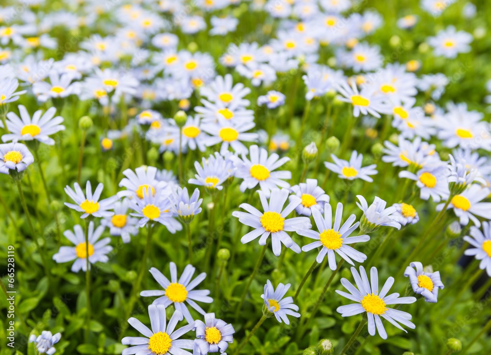 Fototapeta premium Budding and blooming Blue Marguerite plants