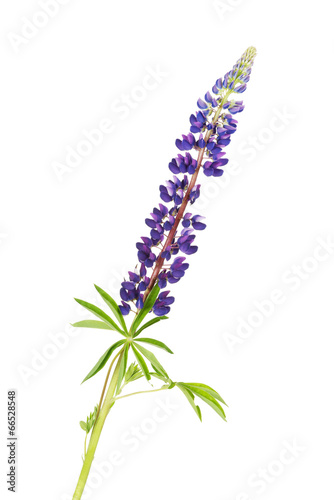 Lupine