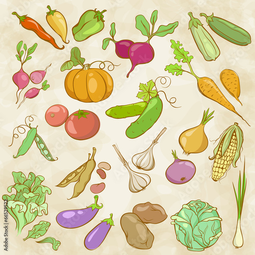 Drawing Colored Contours of Vegetables