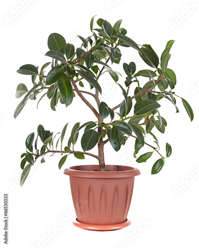 Ficus elastica variety "Melany"