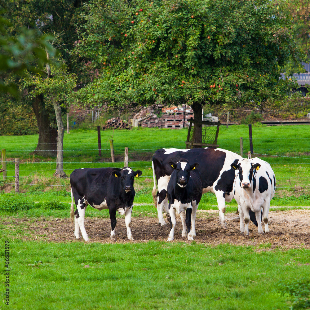 cows on meadow cows on meadow