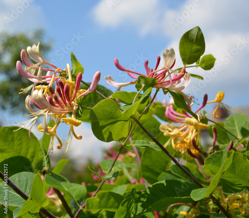 Blossoming honeysuckle (Lonicera caprifolium L. ) photo