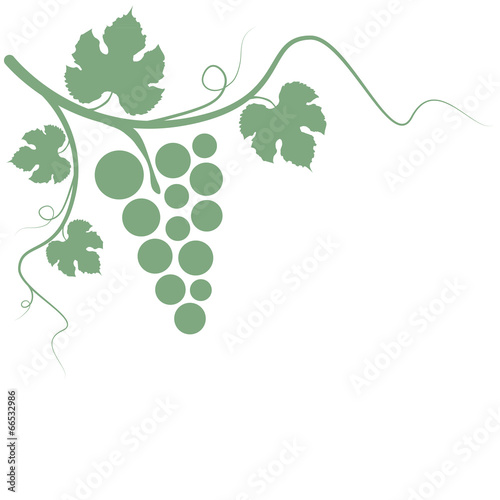 Weinrebe Weißwein