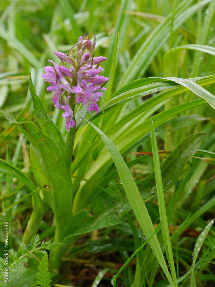 Breitblättriges Knabenkraut - Dactylorhiza majalis Breitblättriges Knabenkraut - Dactylorhiza majalis
