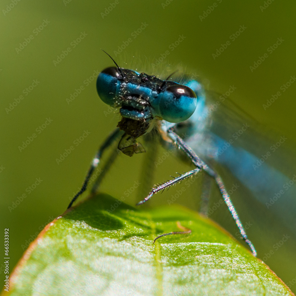 Naklejka premium Old Blue Eyes