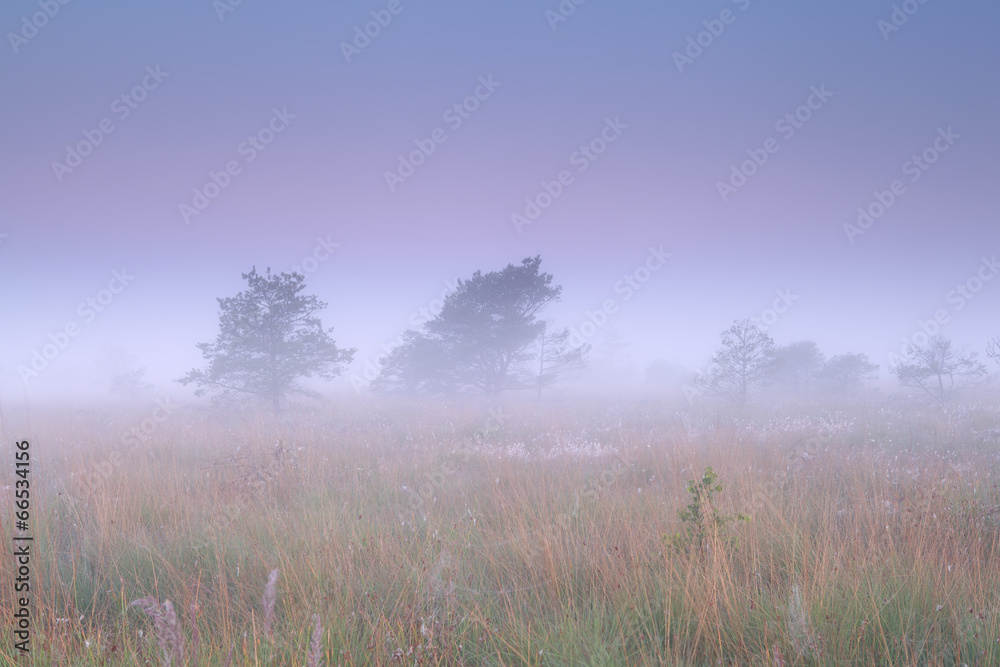 misty sunrise on marsh