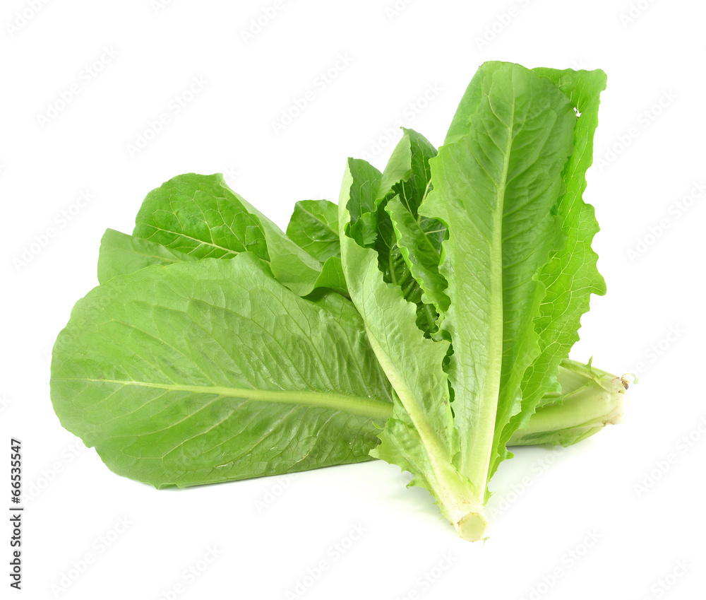 Cos Lettuce isolate on White Background Cos Lettuce isolate on White Background