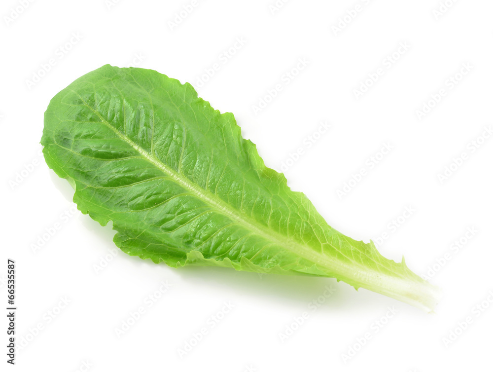 Cos Lettuce isolate on White Background Cos Lettuce isolate on White Background