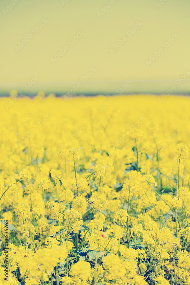 Obraz premium Beautiful rape in the field