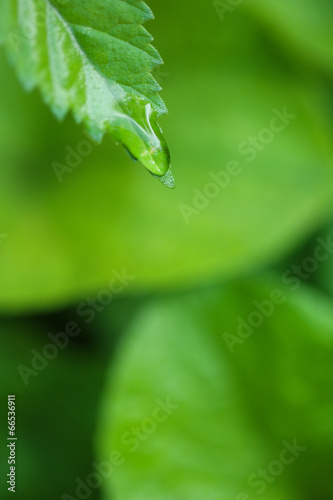 Water drops on fresh green leaves  on bright background