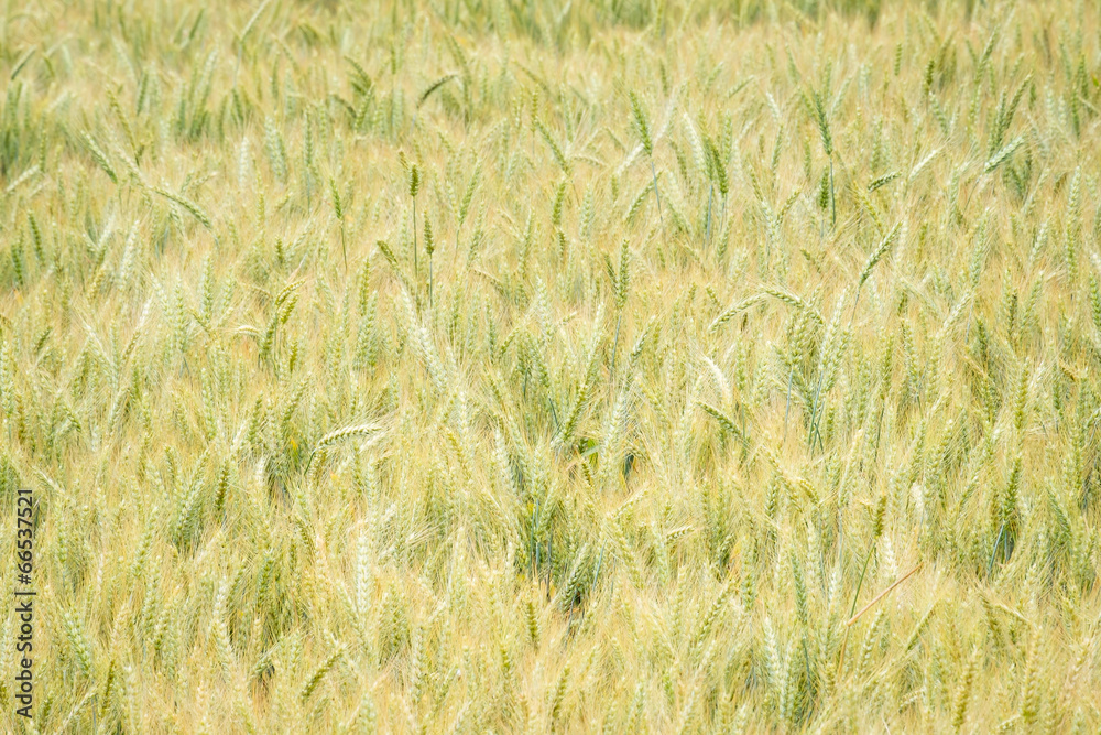 Fototapeta premium Wheat Field in Oregon