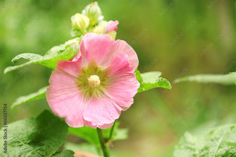 Beautiful flower in garden Beautiful flower in garden