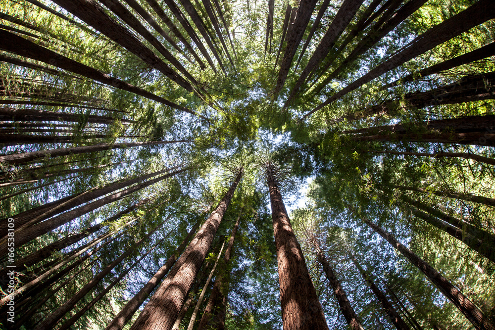 Naklejka premium Giant Redwood Forest Canopy