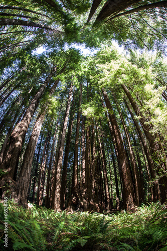 Redwood Forest 2