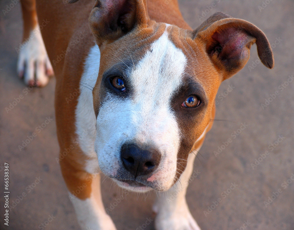 portrait of a young American Staffordshire Terrier portrait of a young American Staffordshire Terrier