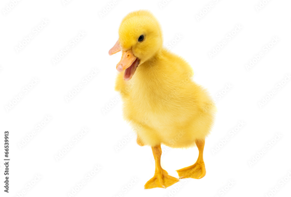 little duckling isolated little duckling isolated