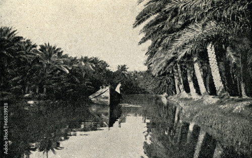 Date farm near Basra ca. 1930 photo